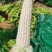 精品万糯20008量起，无虫眼，颗粒饱满