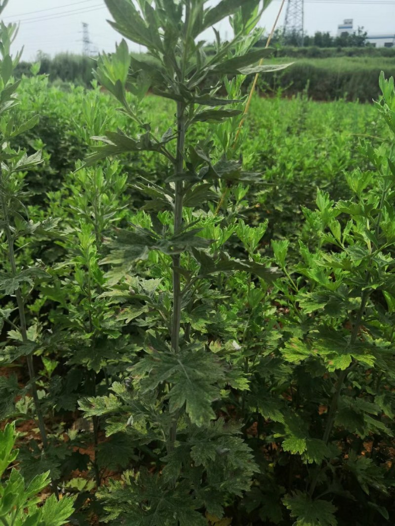艾草精油客家艾草，