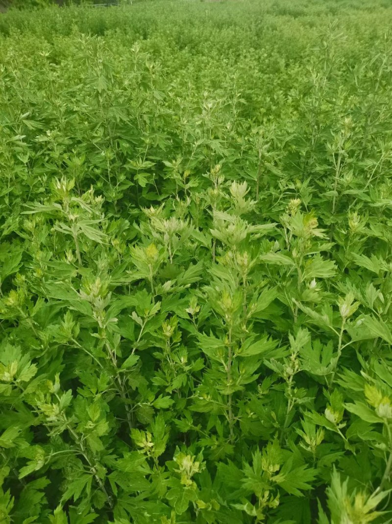 艾草精油客家艾草，