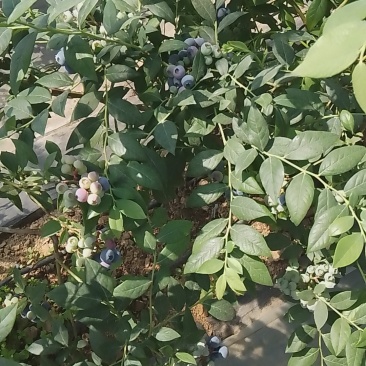 露天蓝莓熟了丘岭地好吃