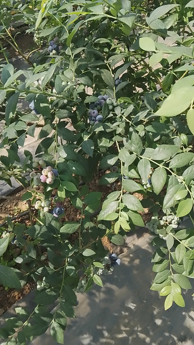 露天蓝莓熟了丘岭地好吃