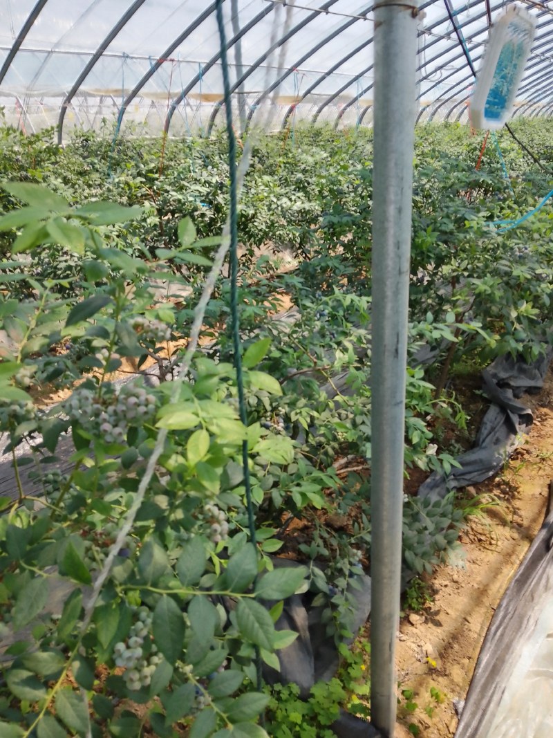 露天蓝莓熟了丘岭地好吃