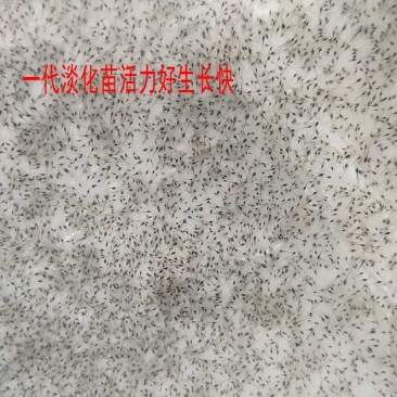 南美白对虾苗基围虾苗海水苗淡化苗一代高抗快大苗