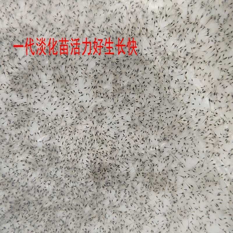 南美白对虾苗基围虾苗海水苗淡化苗一代高抗快大苗