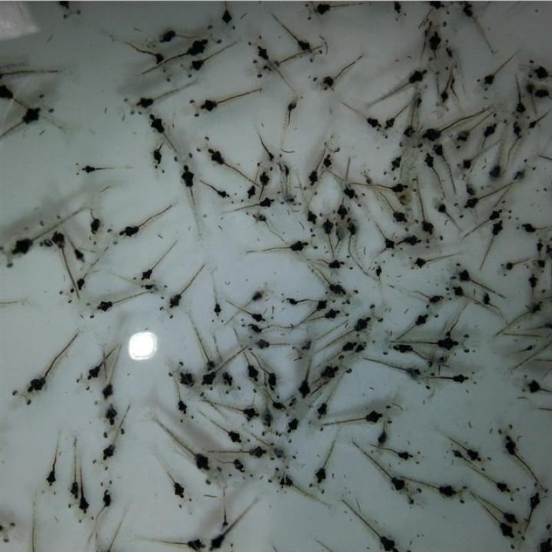 南美白对虾苗基围虾苗海水苗淡化苗一代高抗快大苗