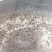 南美白对虾苗基围虾苗海水苗淡化苗一代高抗快大苗