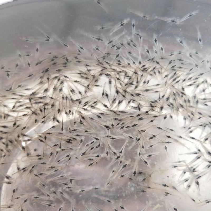 南美白对虾苗基围虾苗海水苗淡化苗一代高抗快大苗