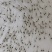 南美白对虾苗基围虾苗海水苗淡化苗一代高抗快大苗