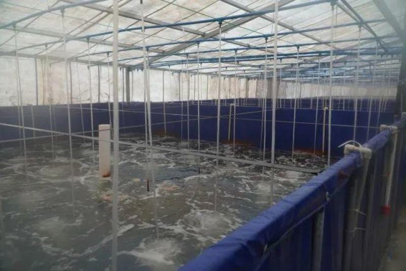 南美白对虾苗基围虾苗海水苗淡化苗一代高抗快大苗