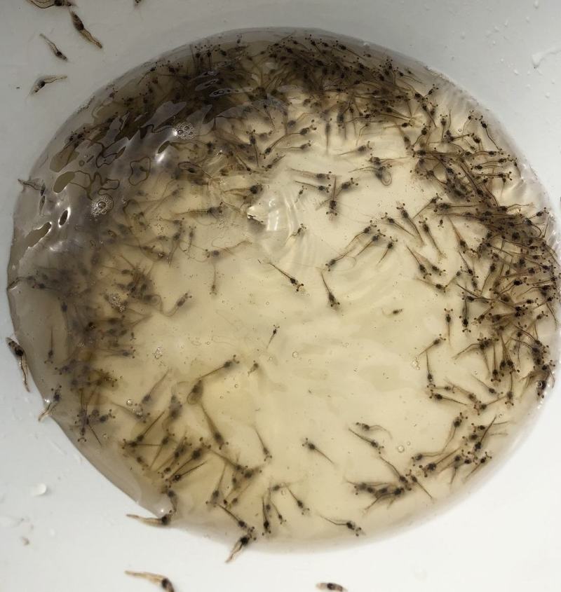 南美白对虾苗基围虾苗海水苗淡化苗一代高抗快大苗