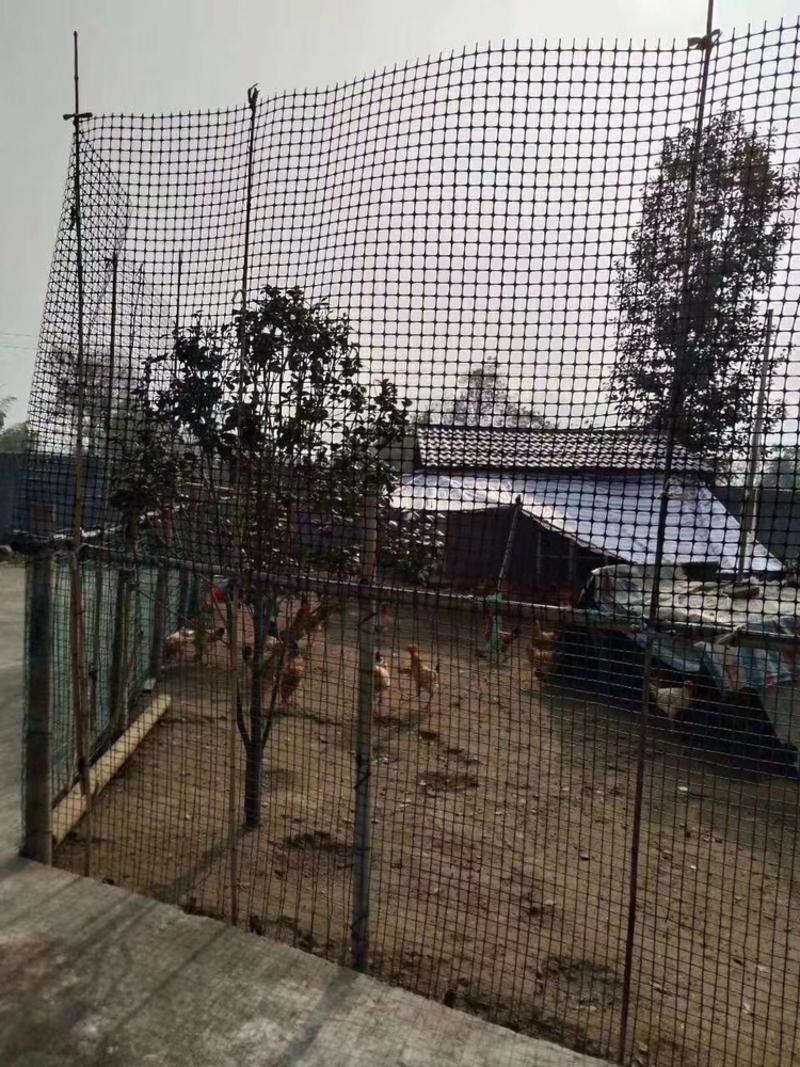 养殖网养鸡网养鸭漏粪圈玉米围网鱼塘果园防护网塑料网围栏网