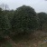 桂花树桂花球价格，规格全苗圃直销欢迎选购