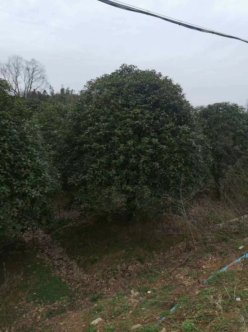 桂花树桂花球价格，规格全苗圃直销欢迎选购