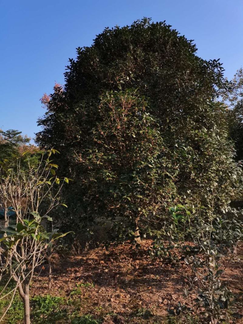 桂花树桂花球价格，规格全苗圃直销欢迎选购