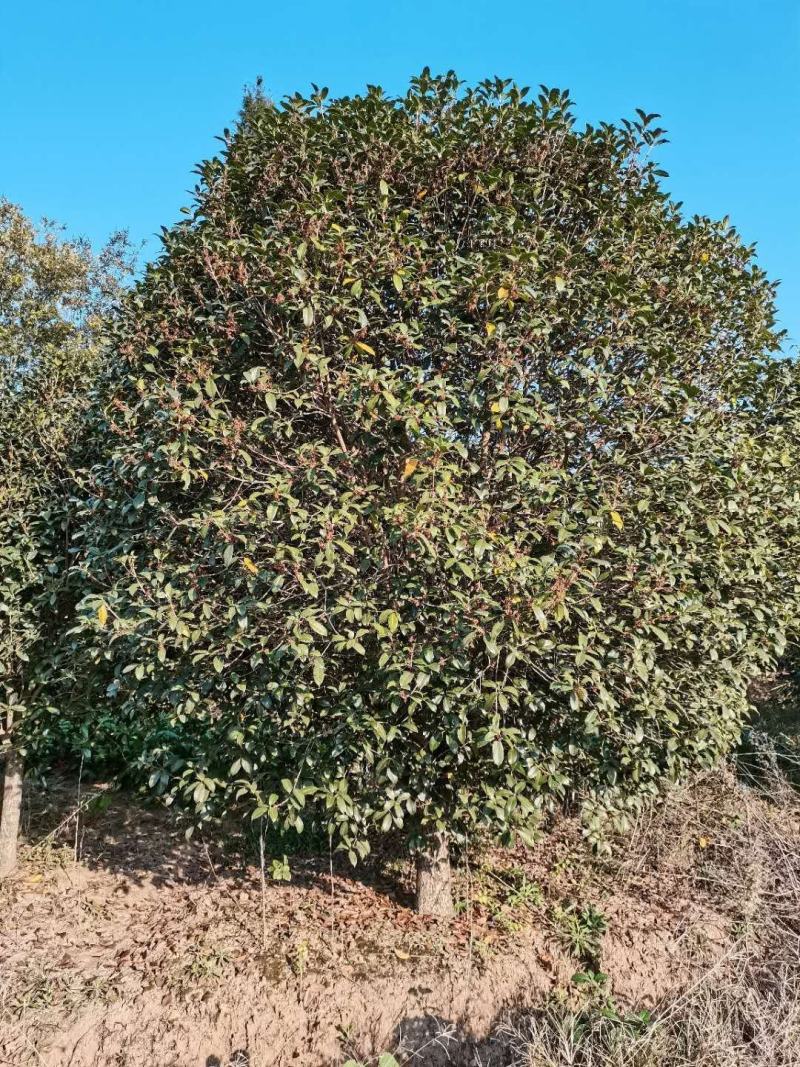 桂花树桂花球价格，规格全苗圃直销欢迎选购
