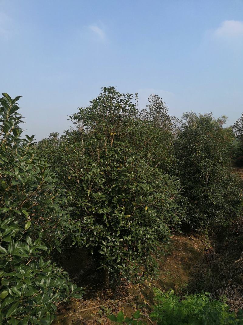 桂花树桂花球价格，规格全苗圃直销欢迎选购