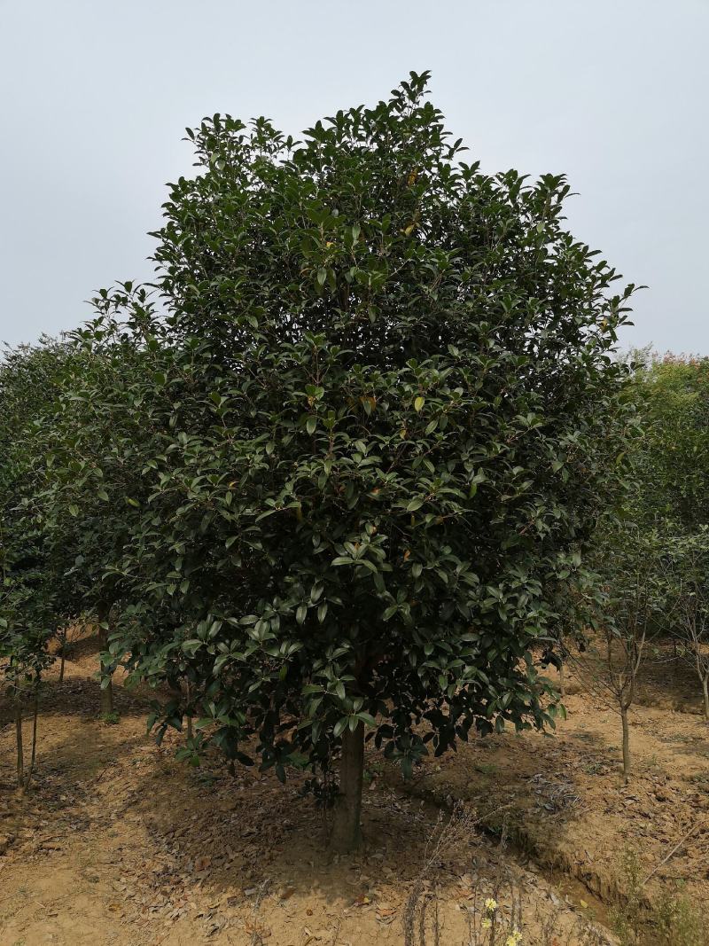 桂花树桂花球价格，规格全苗圃直销欢迎选购