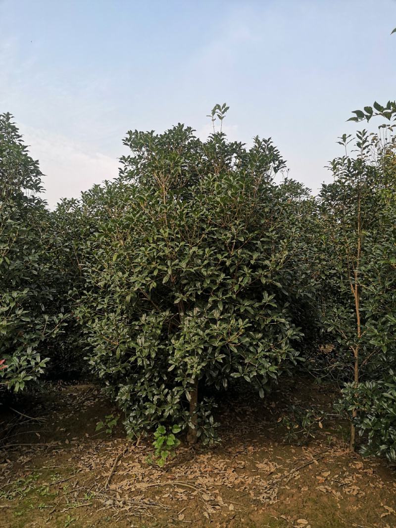 桂花树桂花球价格，规格全苗圃直销欢迎选购