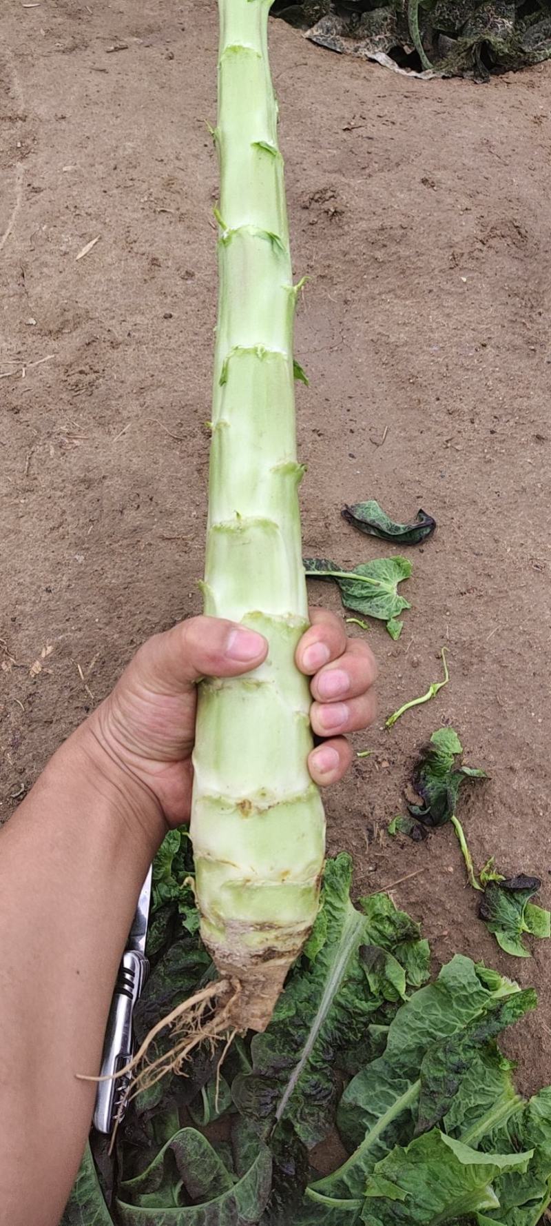 光杆红笋