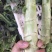 光杆红笋
