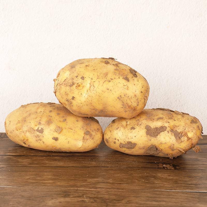 土豆荷兰十五土豆保质保量欢迎咨询订购
