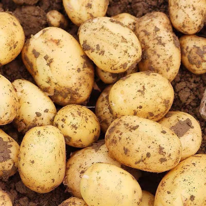 黄心土豆市场货电商小土豆产地一手货源，欢迎咨询订购