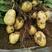 黄心土豆市场货电商小土豆产地一手货源，欢迎咨询订购