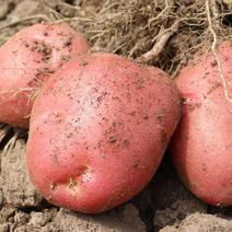 红皮土豆，产地直供保质保量，欢迎咨询订购