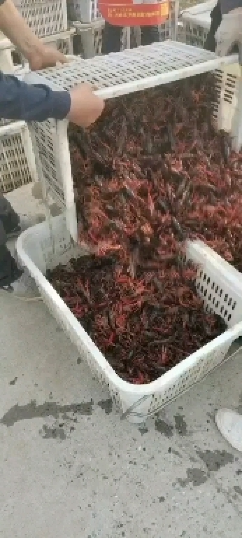 精品小龙虾