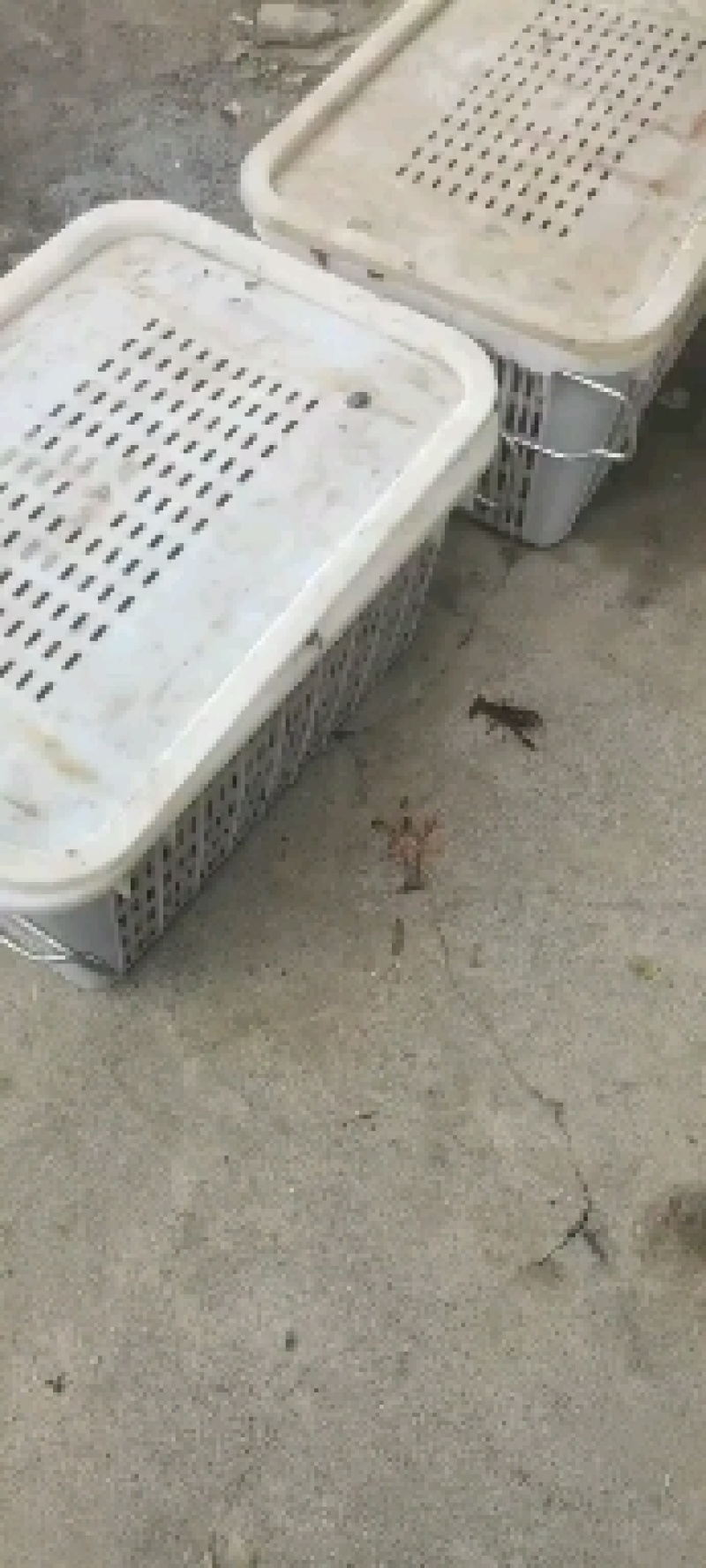 精品小龙虾