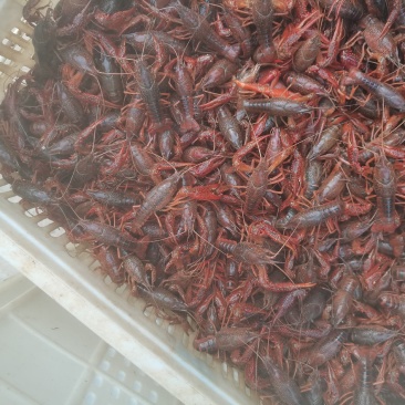 精品小龙虾