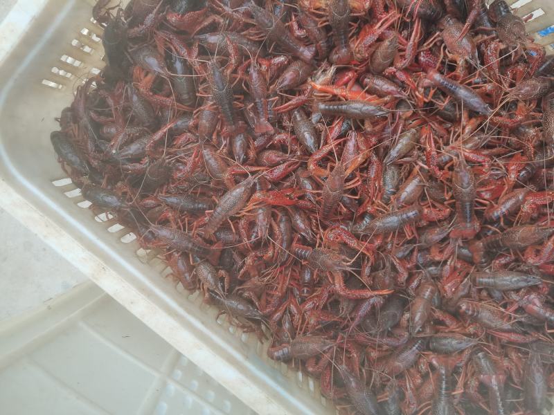 精品小龙虾