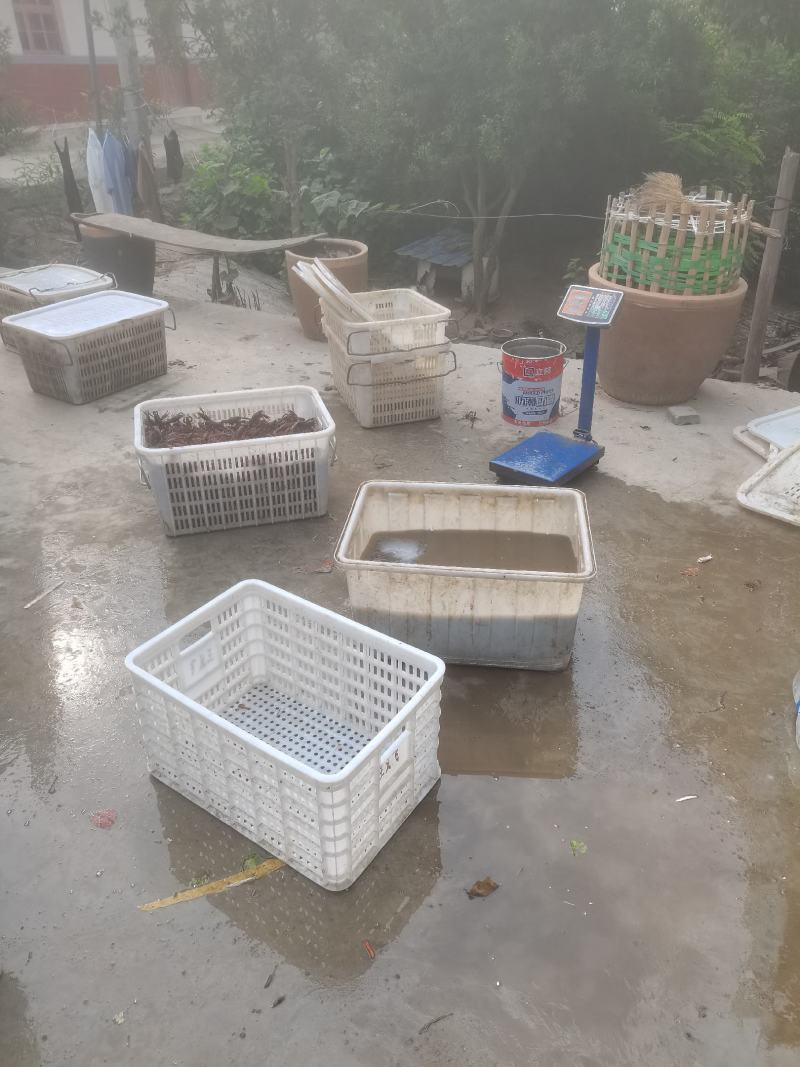 精品小龙虾