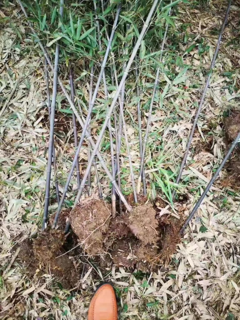 紫竹各种规格江西紫竹大量供应