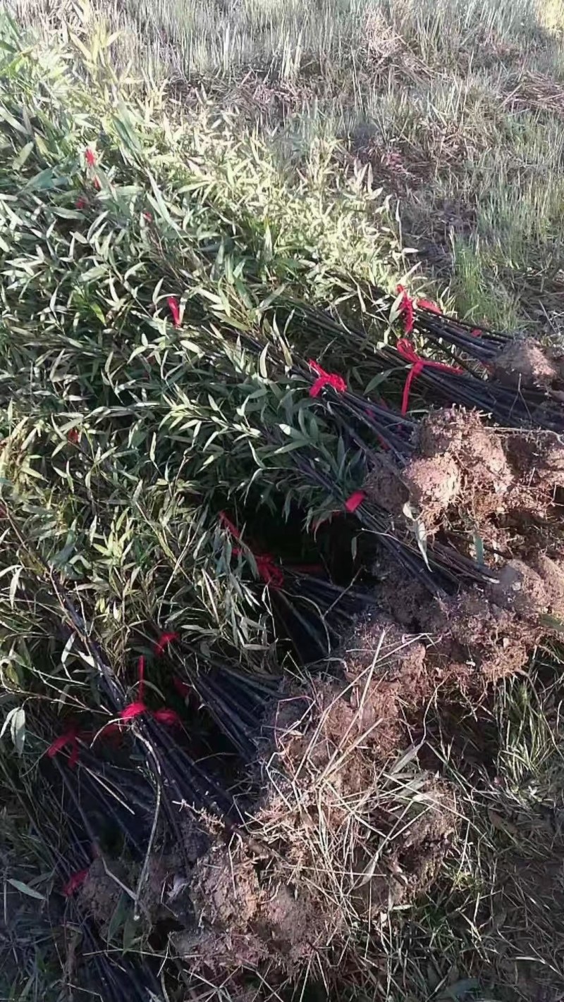 紫竹各种规格江西紫竹大量供应