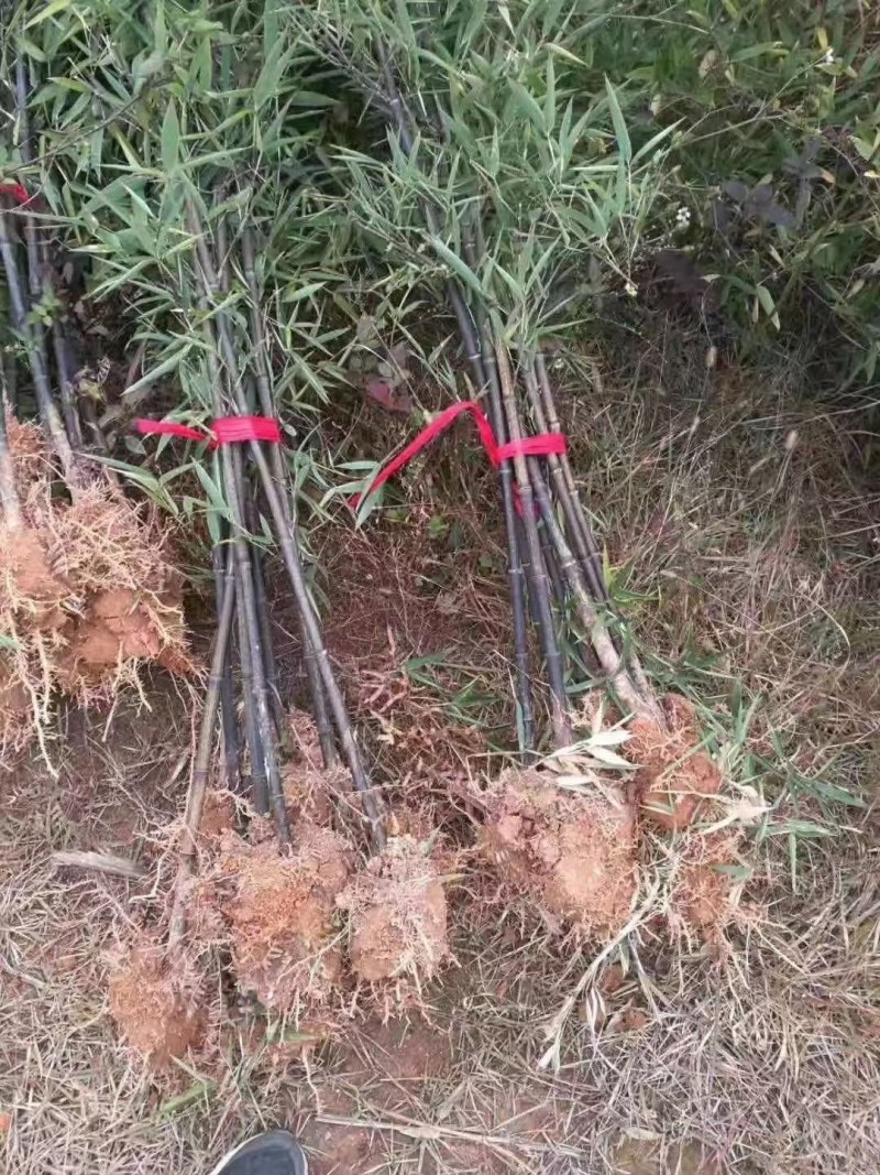 紫竹各种规格江西紫竹大量供应