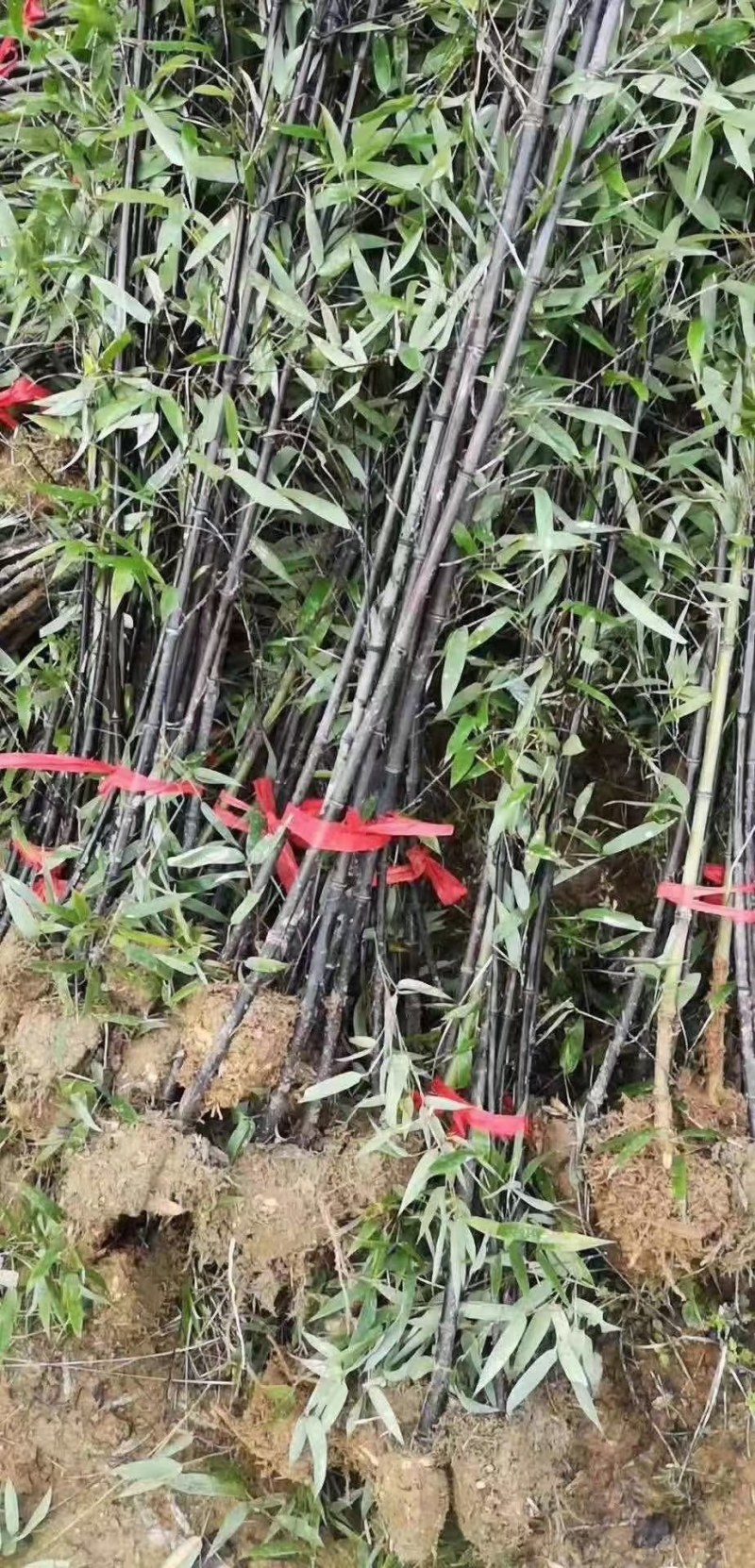 紫竹各种规格江西紫竹大量供应