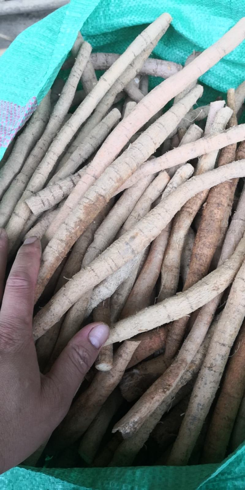 牛大力
