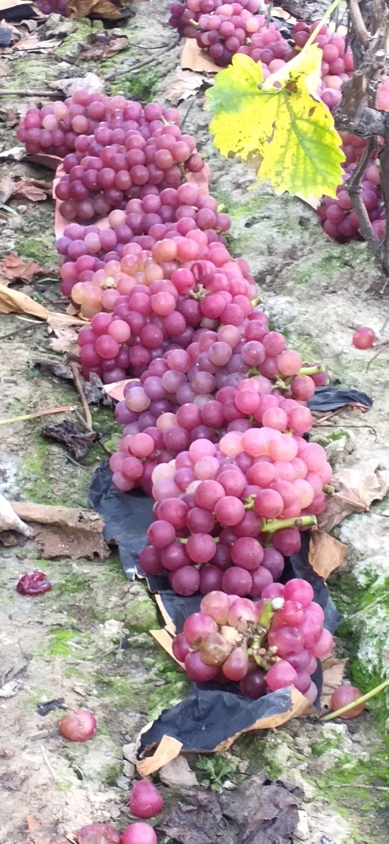 鲁山巨峰葡萄