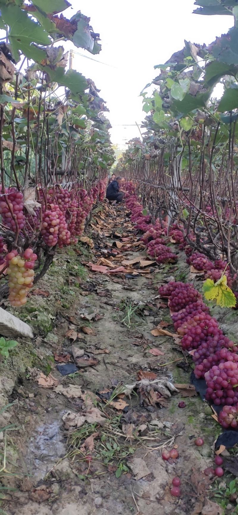 鲁山巨峰葡萄
