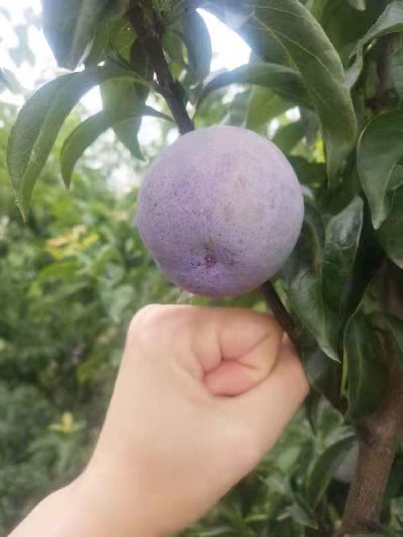 陕西镇巴县仁村高山脆李，品质保证，量大从优