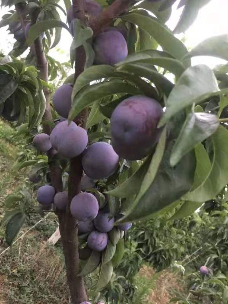 陕西镇巴县仁村高山脆李，品质保证，量大从优
