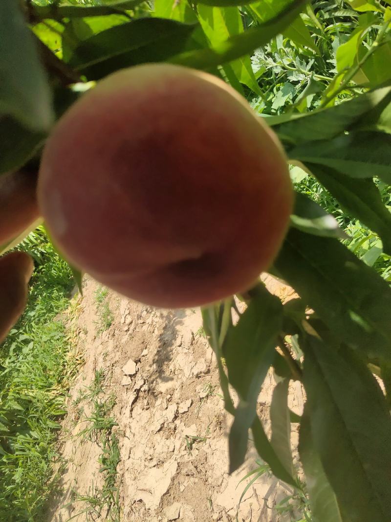 百亩毛桃大量上市