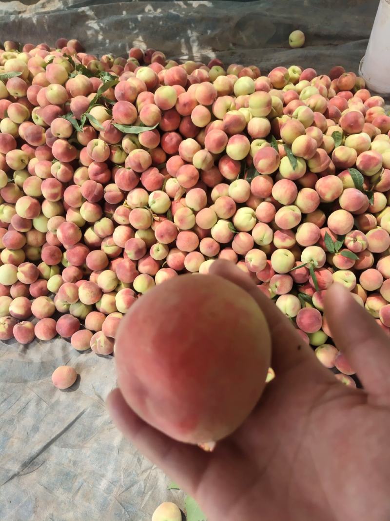 百亩毛桃大量上市