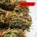 鸡骨草～新货扎把鸡骨草～长把的40一公斤～1公斤起售～
