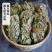 金钱草～新货扎把新货～1公斤起售～量大优惠～