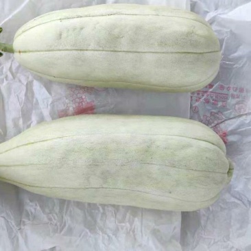 高石脆瓜