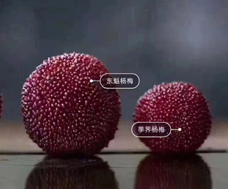 自家种的杨梅20块一斤，提供代包装发货等服务，6斤起