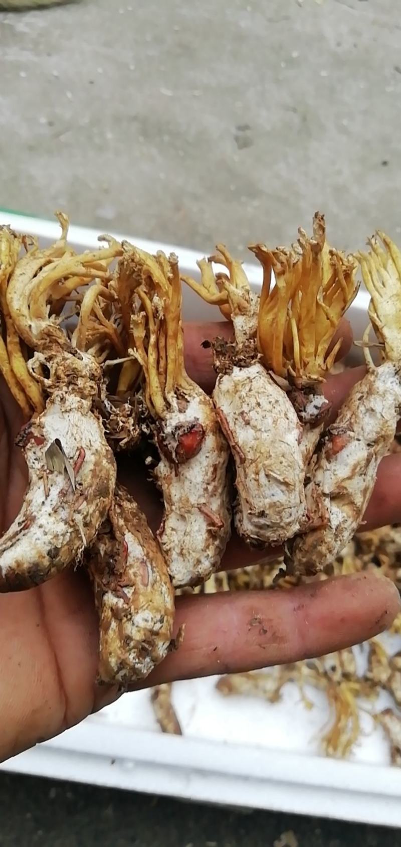 皖南金蝉花，纯野生，无任何添加，诚信经营，合作才能共赢
