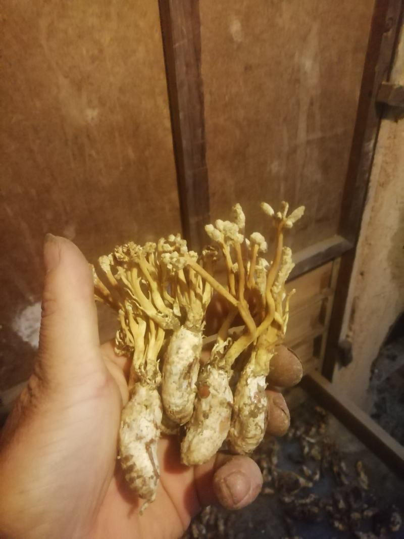 皖南金蝉花，纯野生，无任何添加，诚信经营，合作才能共赢